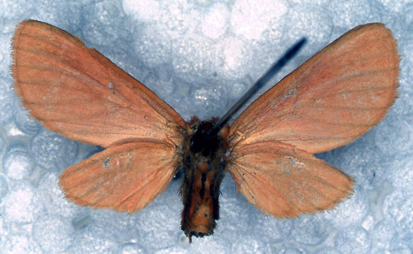 /filer/webapps/moths/media/images/S/subincarnata_Metarctia_PT_RBINS_02.jpg