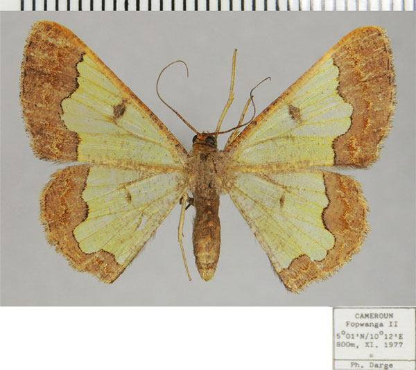 /filer/webapps/moths/media/images/S/subincoloris_Zamarada_AF_ZSM.jpg