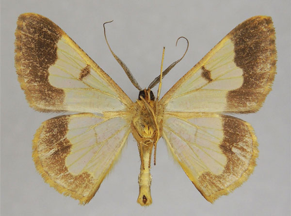 /filer/webapps/moths/media/images/S/subincoloris_Zamarada_AM_ZSMb.jpg