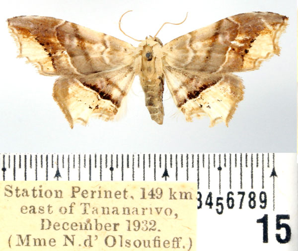 /filer/webapps/moths/media/images/S/subindicata_Acremma_AF_BMNH.jpg