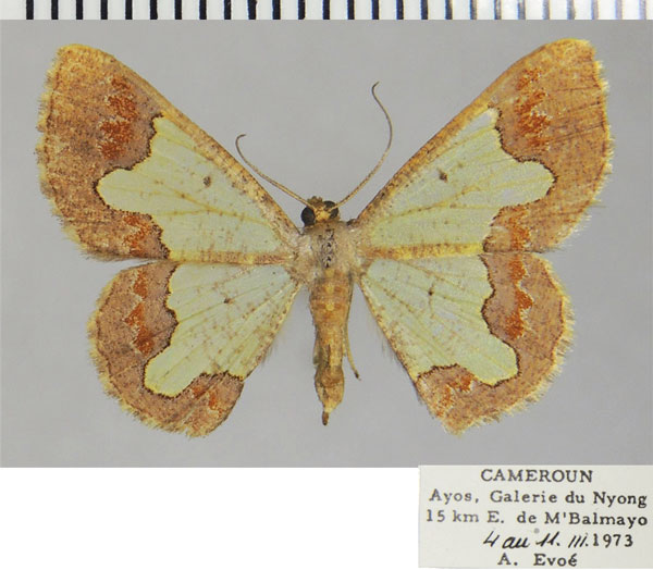/filer/webapps/moths/media/images/S/subinterrupta_Zamarada_AF_ZSM.jpg