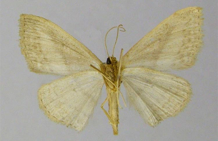 /filer/webapps/moths/media/images/S/subirrorata_Scopula_PTF_ZSMb.jpg