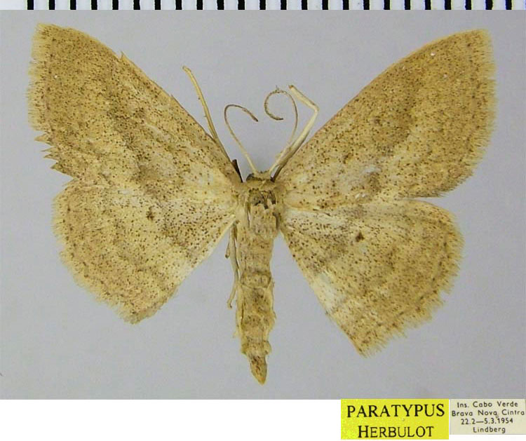 /filer/webapps/moths/media/images/S/subirrorata_Scopula_PTM_ZSM.jpg