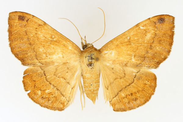 /filer/webapps/moths/media/images/S/subjecta_Taviodes_AF_TMSA_01.jpg