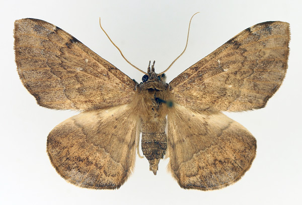 /filer/webapps/moths/media/images/S/subjecta_Taviodes_AF_TMSA_02.jpg