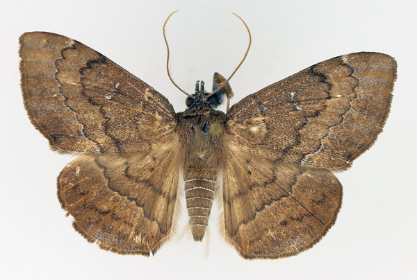 /filer/webapps/moths/media/images/S/subjecta_Taviodes_AM_TMSA_01.jpg