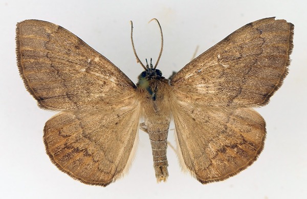 /filer/webapps/moths/media/images/S/subjecta_Taviodes_AM_TMSA_02.jpg