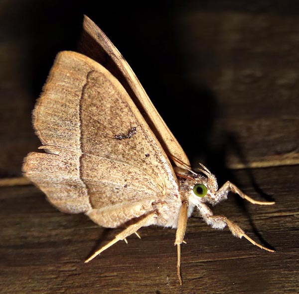 /filer/webapps/moths/media/images/S/subjecta_Taviodes_A_Braun_08.jpg