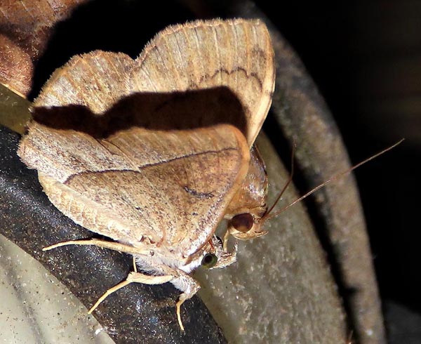 /filer/webapps/moths/media/images/S/subjecta_Taviodes_A_Braun_09.jpg