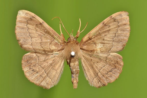 /filer/webapps/moths/media/images/S/subjecta_Taviodes_A_Butler.jpg