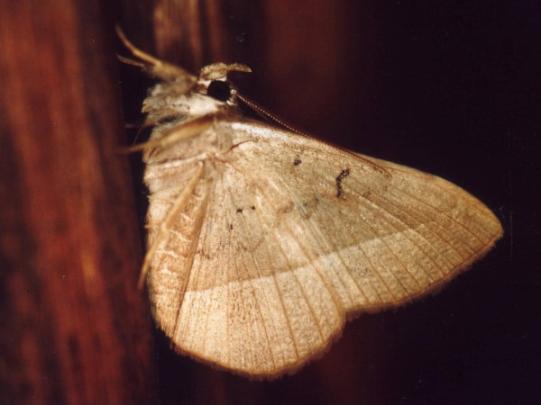 /filer/webapps/moths/media/images/S/subjecta_Taviodes_A_Roland.jpg
