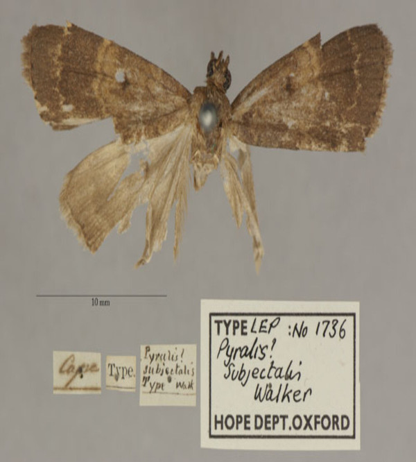 /filer/webapps/moths/media/images/S/subjectalis_Pyralis_PT_OUMNHa_01.jpg