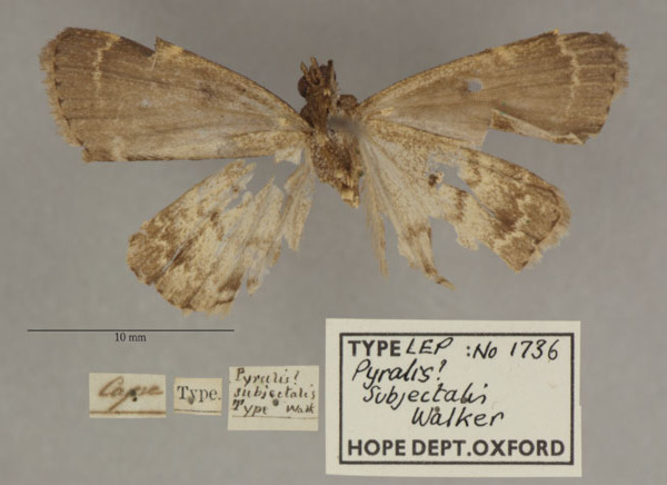 /filer/webapps/moths/media/images/S/subjectalis_Pyralis_PT_OUMNHb_01.jpg