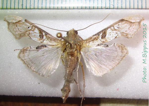 /filer/webapps/moths/media/images/S/subjectalis_Terastia_A_Bippus_02.jpg