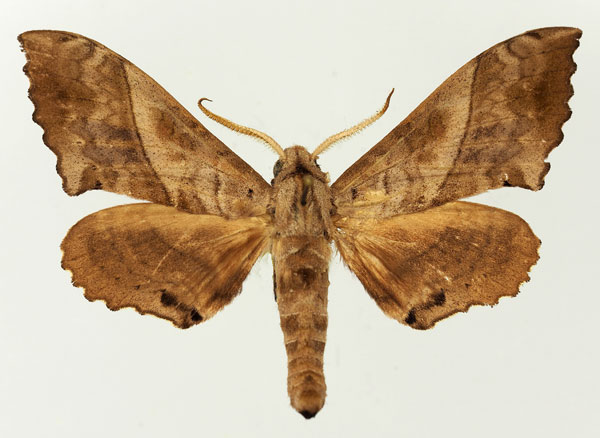 /filer/webapps/moths/media/images/S/subjectus_Rufoclanis_AM_Basquin.jpg