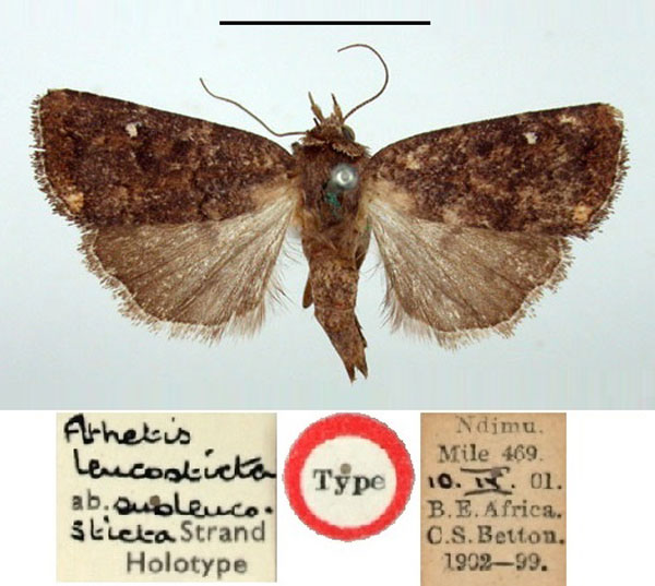 /filer/webapps/moths/media/images/S/subleucosticta_Athetis_HT_BMNH.jpg