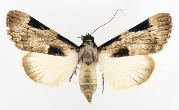 /filer/webapps/moths/media/images/S/subligata_Audea_AF_TMSA_01.jpg
