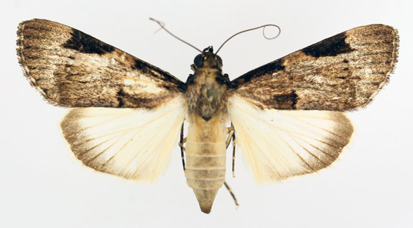 /filer/webapps/moths/media/images/S/subligata_Audea_AF_TMSA_02.jpg