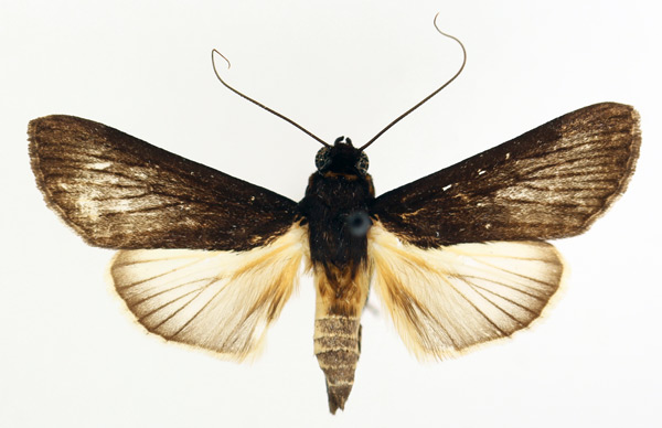 /filer/webapps/moths/media/images/S/subligata_Audea_AM_TMSA_01.jpg