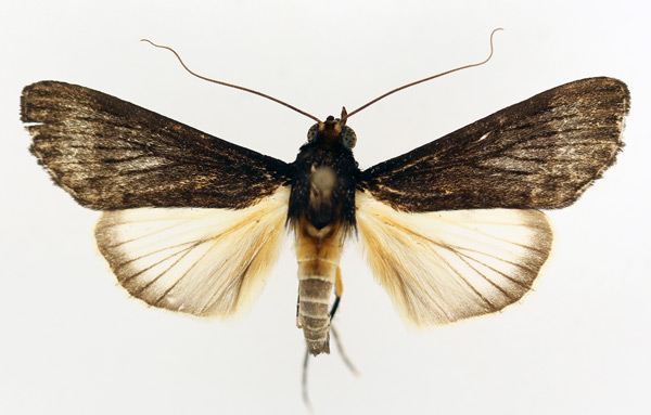 /filer/webapps/moths/media/images/S/subligata_Audea_AM_TMSA_02.jpg