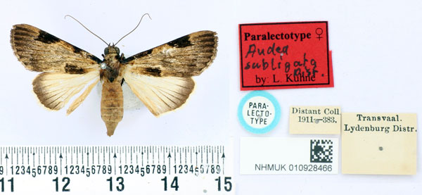 /filer/webapps/moths/media/images/S/subligata_Audea_PLT_BMNH.jpg