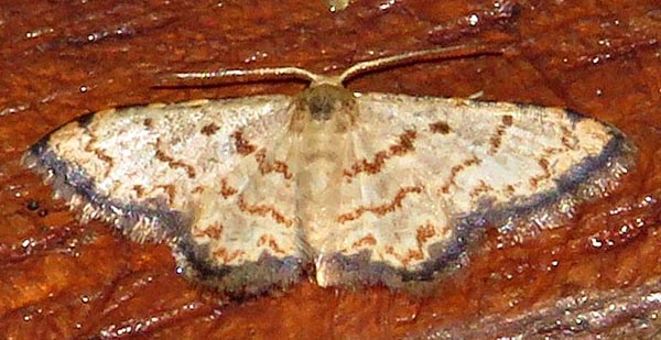 /filer/webapps/moths/media/images/S/sublimbaria_Idaea_A_Braun_08.jpg