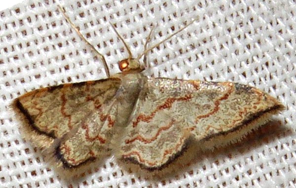 /filer/webapps/moths/media/images/S/sublimbaria_Idaea_A_Braun_09.jpg
