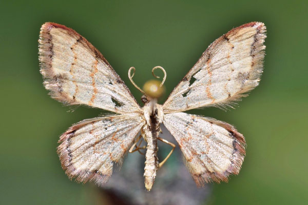 /filer/webapps/moths/media/images/S/sublimbaria_Idaea_A_Butler.jpg