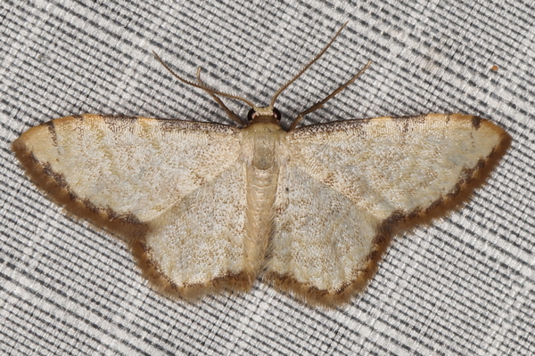 /filer/webapps/moths/media/images/S/sublimbaria_Idaea_A_Heyns_01.JPG