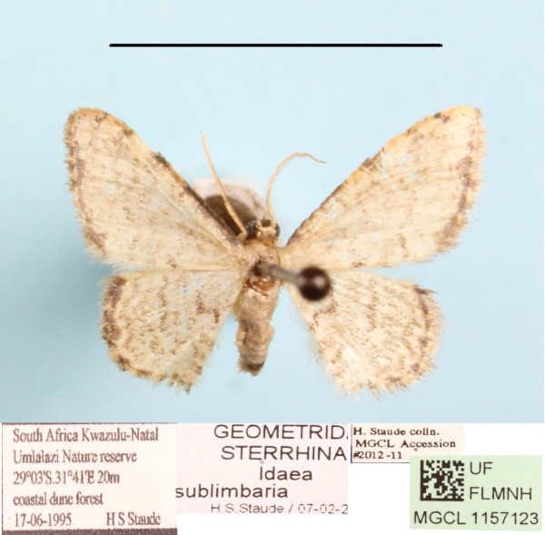 /filer/webapps/moths/media/images/S/sublimbaria_Idaea_A_MGCL.jpeg
