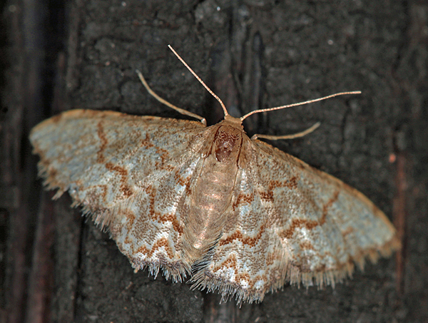 /filer/webapps/moths/media/images/S/sublimbaria_Idaea_A_Roland_02.jpg
