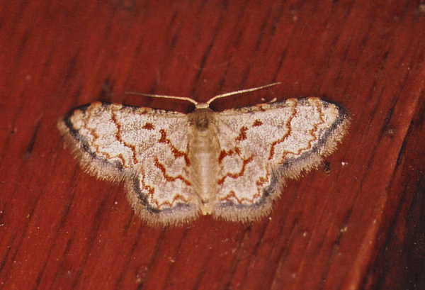 /filer/webapps/moths/media/images/S/sublimbaria_Idaea_A_Roland_05.jpg