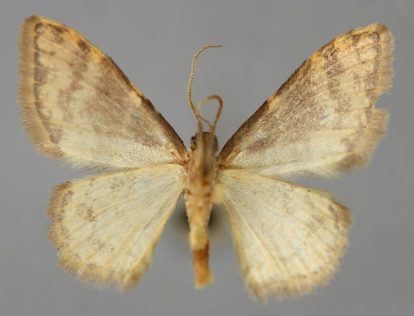/filer/webapps/moths/media/images/S/sublimbaria_Idaea_A_ZSM_02.jpg
