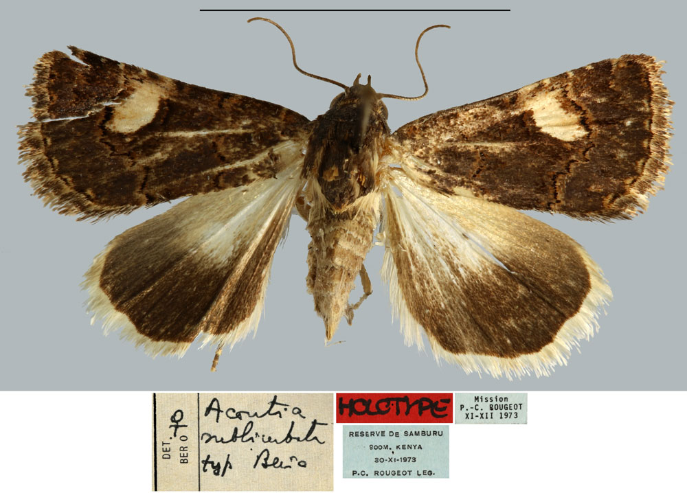 /filer/webapps/moths/media/images/S/sublimbata_Acontia_HT_MNHN.jpg