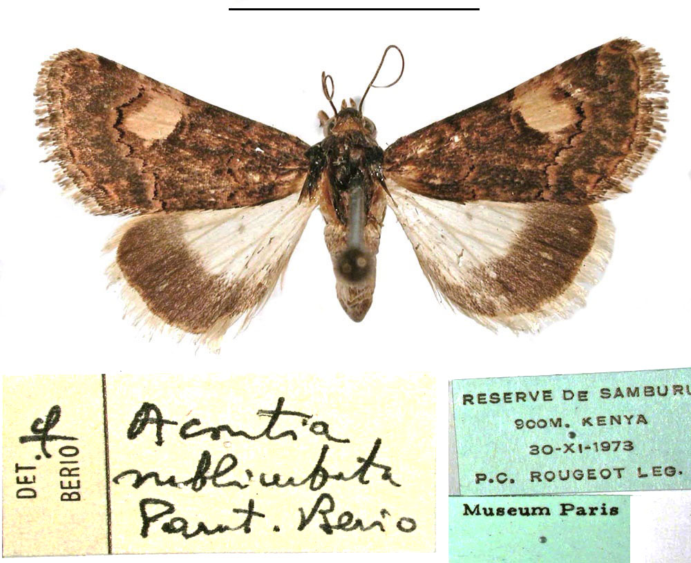 /filer/webapps/moths/media/images/S/sublimbata_Acontia_PT_MNHN.jpg