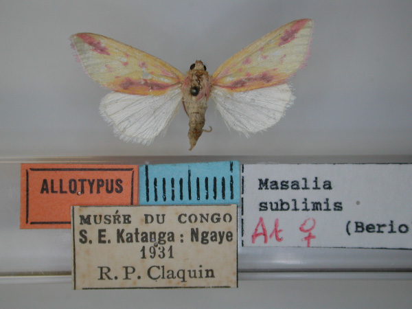 /filer/webapps/moths/media/images/S/sublimis_Masalia_AT_RMCA.jpg