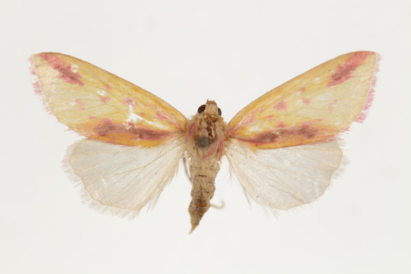 /filer/webapps/moths/media/images/S/sublimis_Masalia_AT_RMCA_02.jpg