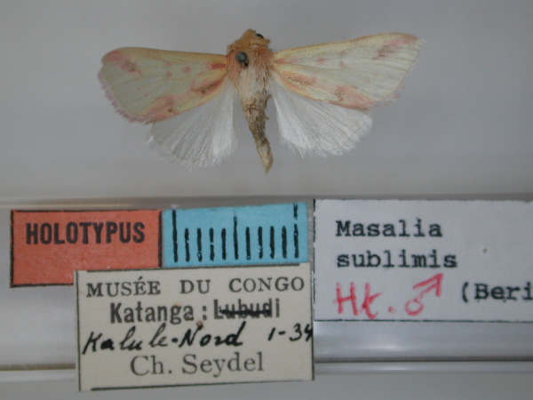 /filer/webapps/moths/media/images/S/sublimis_Masalia_HT_RMCA.jpg