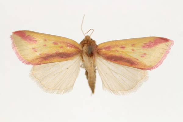 /filer/webapps/moths/media/images/S/sublimis_Masalia_PT_RMCA.jpg