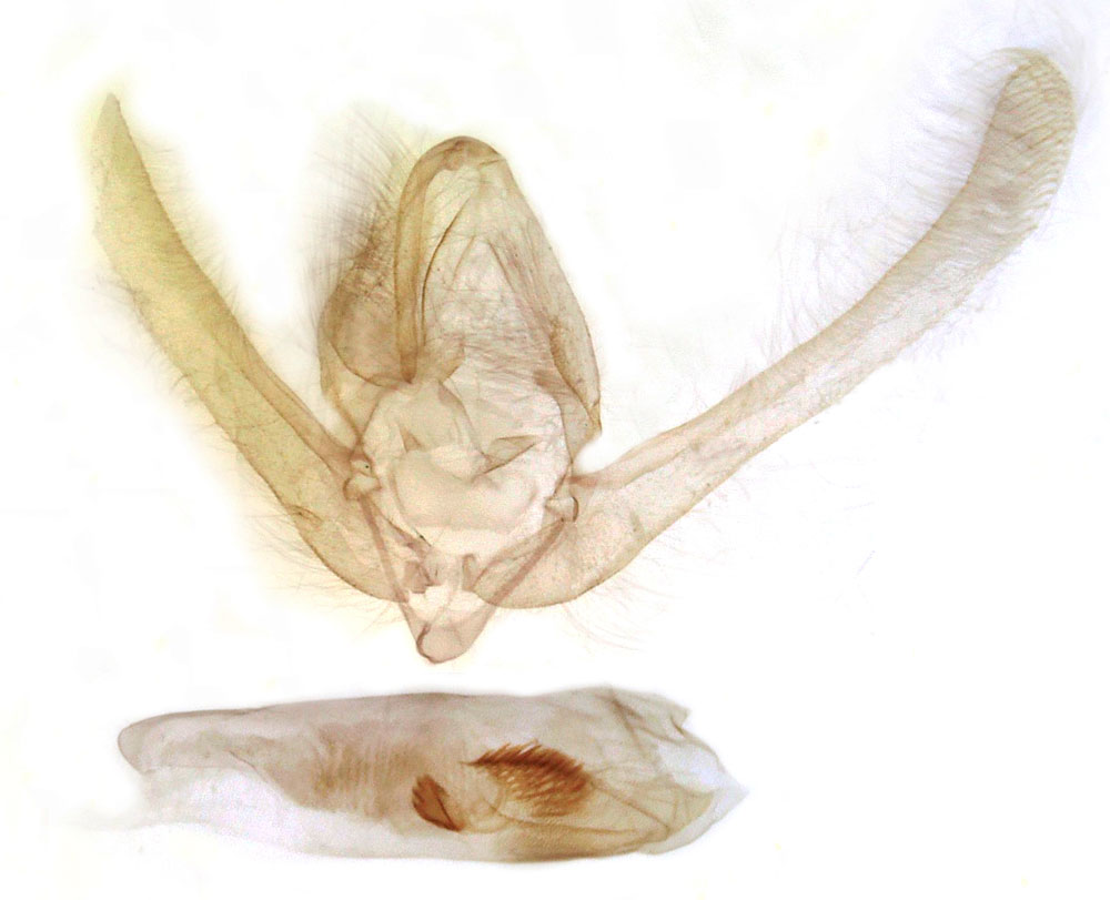 /filer/webapps/moths/media/images/S/sublimis_Timora_GMPT_MSNM_3362.jpg