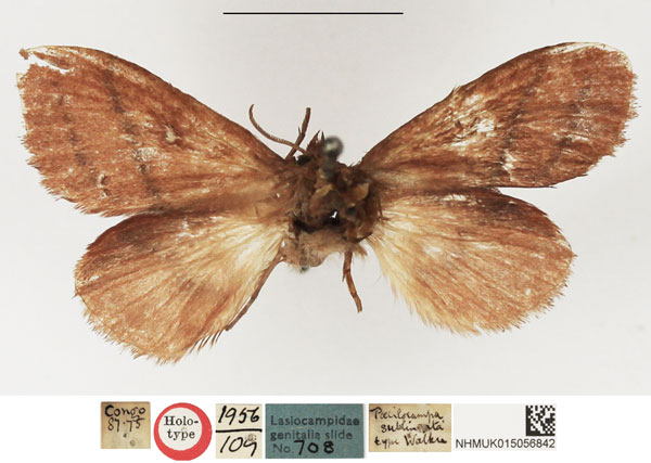 /filer/webapps/moths/media/images/S/sublineata_Poecilocampa_HT_NHMUK.jpg