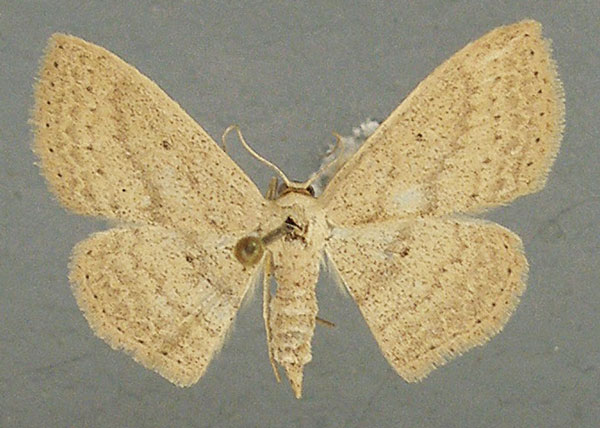 /filer/webapps/moths/media/images/S/sublobata_Scopula_AF_TMSA.jpg