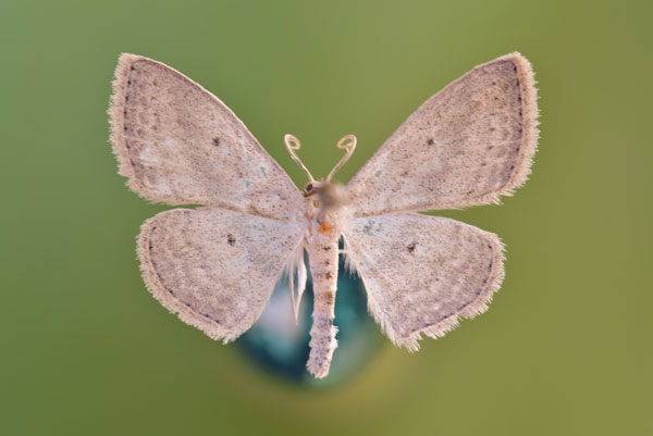 /filer/webapps/moths/media/images/S/sublobata_Scopula_A_Butler.jpg