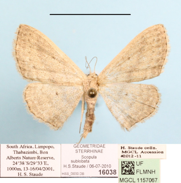 /filer/webapps/moths/media/images/S/sublobata_Scopula_A_MGCLa_01.JPG