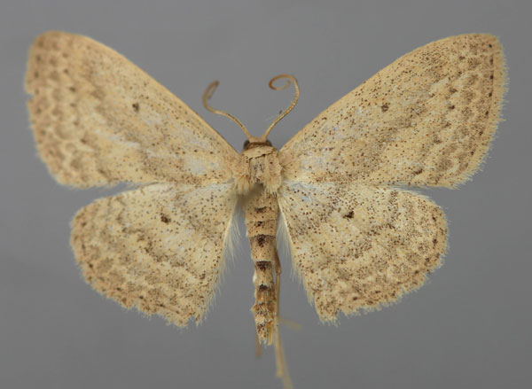 /filer/webapps/moths/media/images/S/sublobata_Scopula_A_ZSM_01.jpg