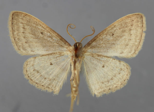 /filer/webapps/moths/media/images/S/sublobata_Scopula_A_ZSM_02.jpg