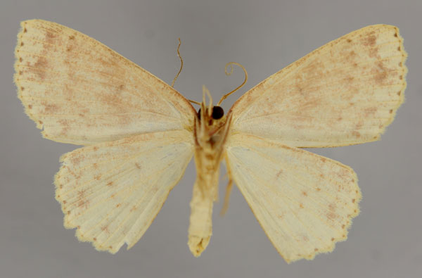 /filer/webapps/moths/media/images/S/sublunata_Cyclophora_A_ZSM_02.jpg