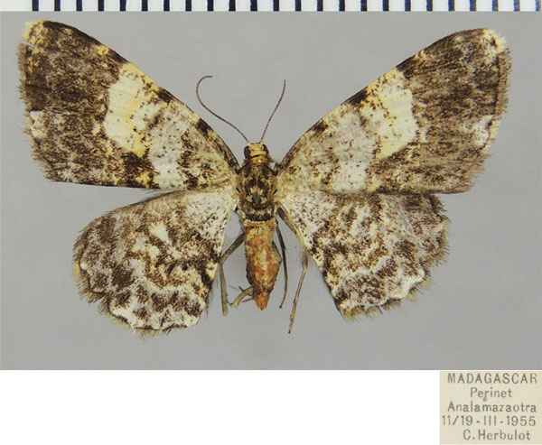 /filer/webapps/moths/media/images/S/sublutea_Ectropis_AF_ZSM.jpg