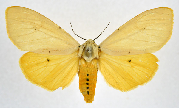 /filer/webapps/moths/media/images/S/sublutea_Eyralpenus_AF_NHMO.jpg