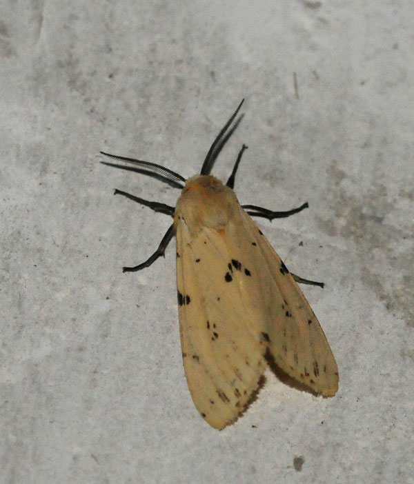 /filer/webapps/moths/media/images/S/sublutea_Eyralpenus_AM_King_01.jpg